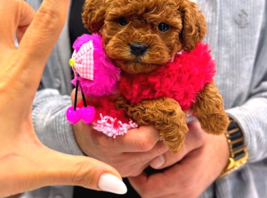 En İyi̇ Poodle Yavrusu görsel