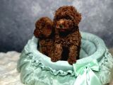 Irkının En Güzeli Toy Poodle Yavrular