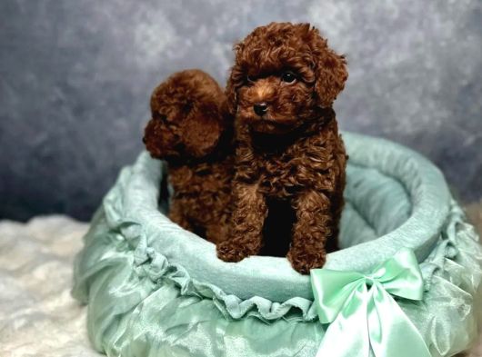 Irkının En Güzeli Toy Poodle Yavrular görsel