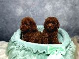 Irkının En Güzeli Toy Poodle Yavrular