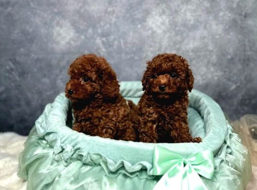 Irkının En Güzeli Toy Poodle Yavrular görsel