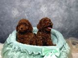 Irkının En Güzeli Toy Poodle Yavrular