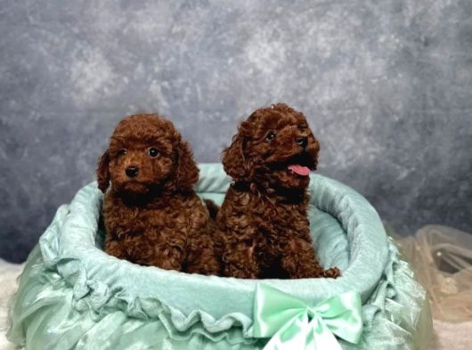 Irkının En Güzeli Toy Poodle Yavrular görsel