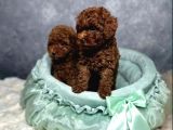 Irkının En Güzeli Toy Poodle Yavrular