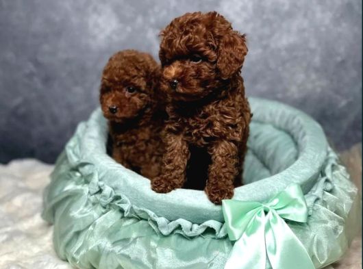 Irkının En Güzeli Toy Poodle Yavrular görsel