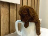 Evinize Neşe Katıcak Toy Poodle Yavrum