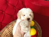 Maltipoo yavrularımız uygundur