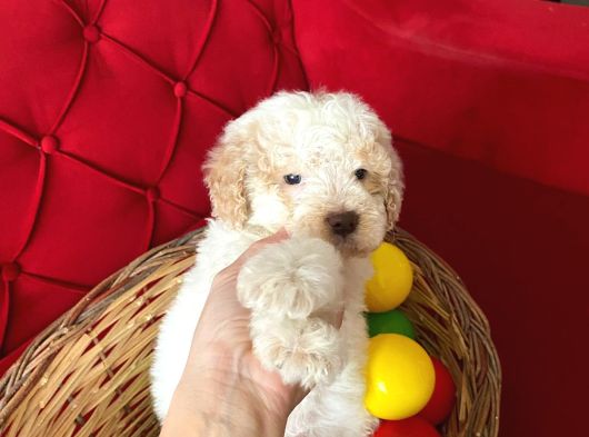 Maltipoo Yavrularımız Uygundur