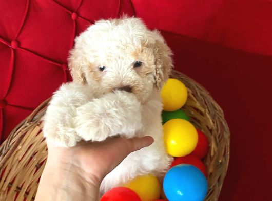 Maltipoo Yavrularımız Uygundur görsel