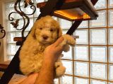 Topaç gibi maltipoo bebeklerimiz
