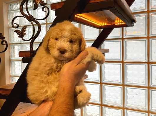 Topaç Gibi Maltipoo Bebeklerimiz
