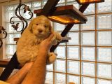 Topaç Gibi Maltipoo Bebeklerimiz