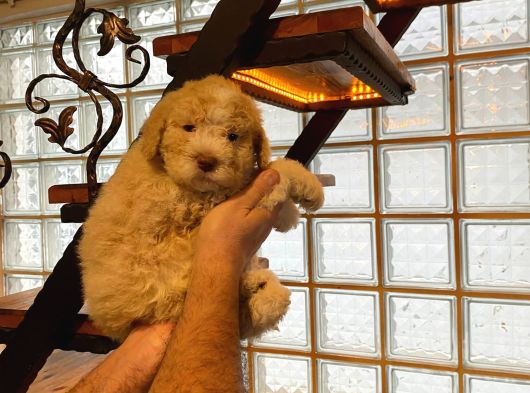 Topaç Gibi Maltipoo Bebeklerimiz görsel