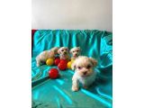 Ev Doğumu Maltipoo Bebeklerimiz