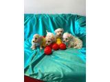 Ev doğumu maltipoo bebeklerimiz