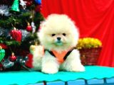 Orji̇nal Pomerani̇an Boo Garanti̇li̇ Aşili