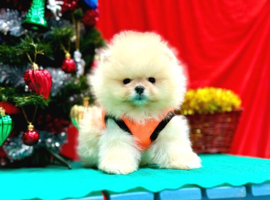 Orji̇nal Pomerani̇an Boo Garanti̇li̇ Aşili görsel