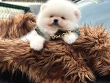 Pomerrian Boo Yavrular