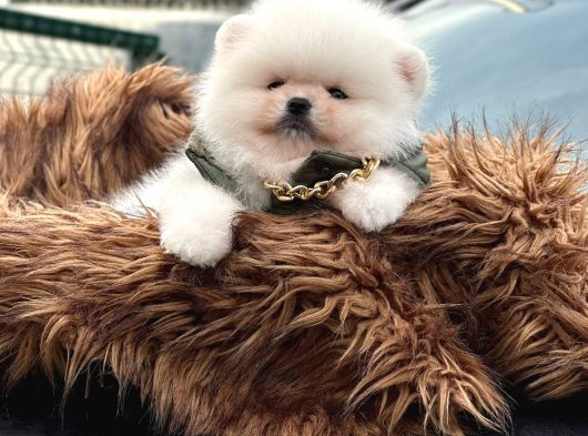 Pomerrian Boo Yavrular görsel