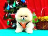 Orji̇nal Pomerani̇an Boo Garanti̇li̇ Aşili