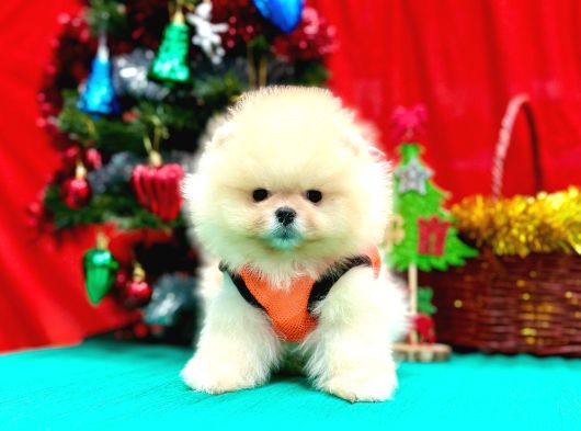 Orji̇nal Pomerani̇an Boo Garanti̇li̇ Aşili görsel