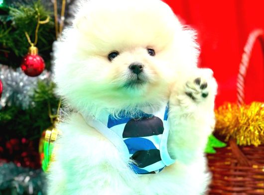 Pomerrian Boo Yavrular