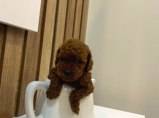 Evinize Neşe Katıcak Toy Poodle Yavrum görsel