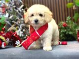 En İyi Maltipoo Yavrusu