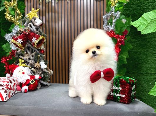En İyi Pomeranian Yavrusu görsel