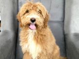 F2b DEV BOY LABRADOODLE AŞILI GARANTİLİ