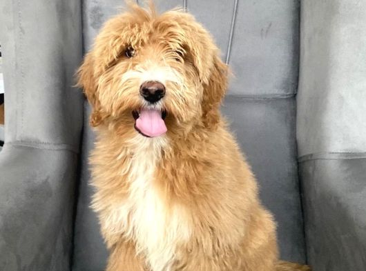 F2B Dev Boy Labradoodle Aşili Garanti̇li̇