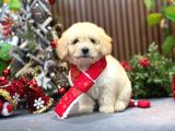 En İyi Maltipoo Yavrusu