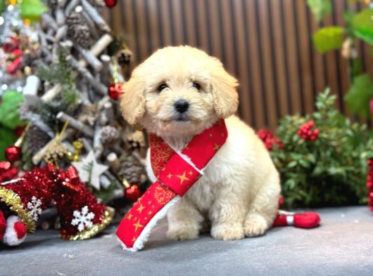 En İyi Maltipoo Yavrusu görsel