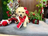 En İyi Maltipoo yavrusu