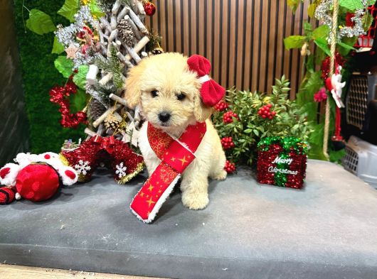En İyi Maltipoo Yavrusu