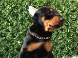 Estetikli Doberman Bebekler Erkek