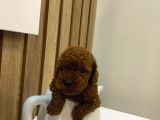 Evinize Neşe Katıcak Toy Poodle Yavrum