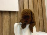 Evinize Neşe Katıcak Toy Poodle Yavrum
