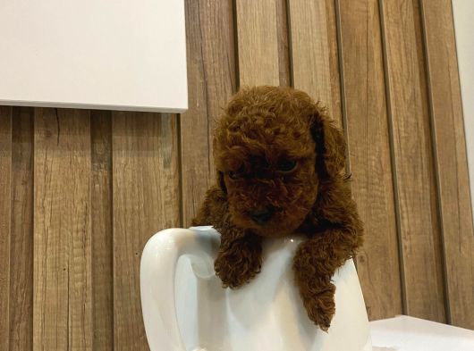 Evinize Neşe Katıcak Toy Poodle Yavrum görsel