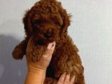 İstanbul Super Kali̇te Kore Toy Poodle Yavrular
