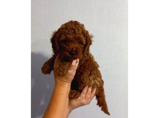 İstanbul Super Kali̇te Kore Toy Poodle Yavrular görsel