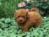 İstanbul Super Kali̇te Kore Toy Poodle Yavrular