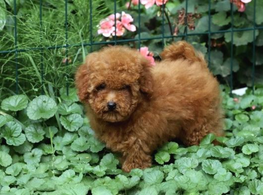 İstanbul Super Kali̇te Kore Toy Poodle Yavrular görsel