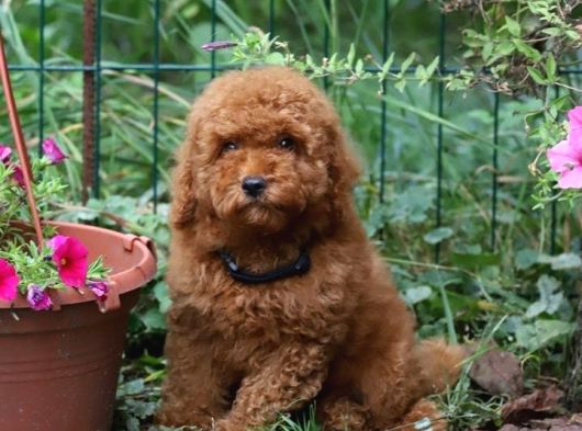 İstanbul Super Kali̇te Kore Toy Poodle Yavrular görsel