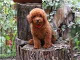 İstanbul Super Kali̇te Kore Toy Poodle Yavrular