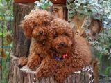 İstanbul Super Kali̇te Kore Toy Poodle Yavrular