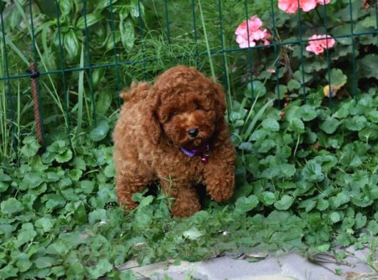 İstanbul Super Kali̇te Kore Toy Poodle Yavrular görsel