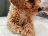 İstanbul Anne Baba Gerçek Malti̇poo Yavrular