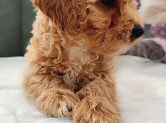 İstanbul Anne Baba Gerçek Malti̇poo Yavrular görsel