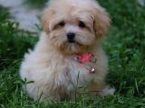 İstanbul Anne Baba Gerçek Malti̇poo Yavrular